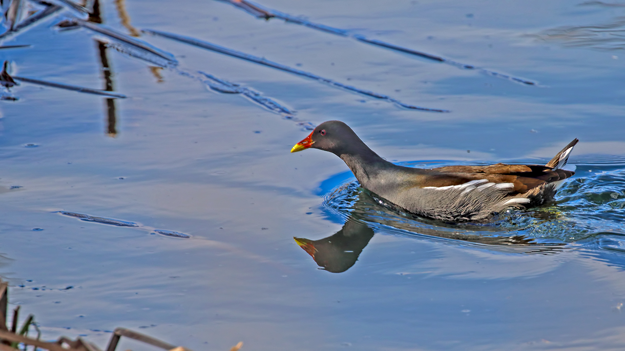 Eurasian Moorhen